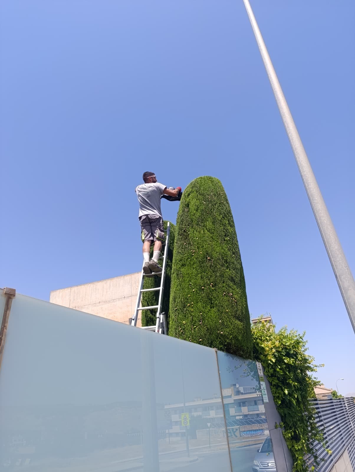 Catálogo de servicios de jardinería en granada, poda y riego