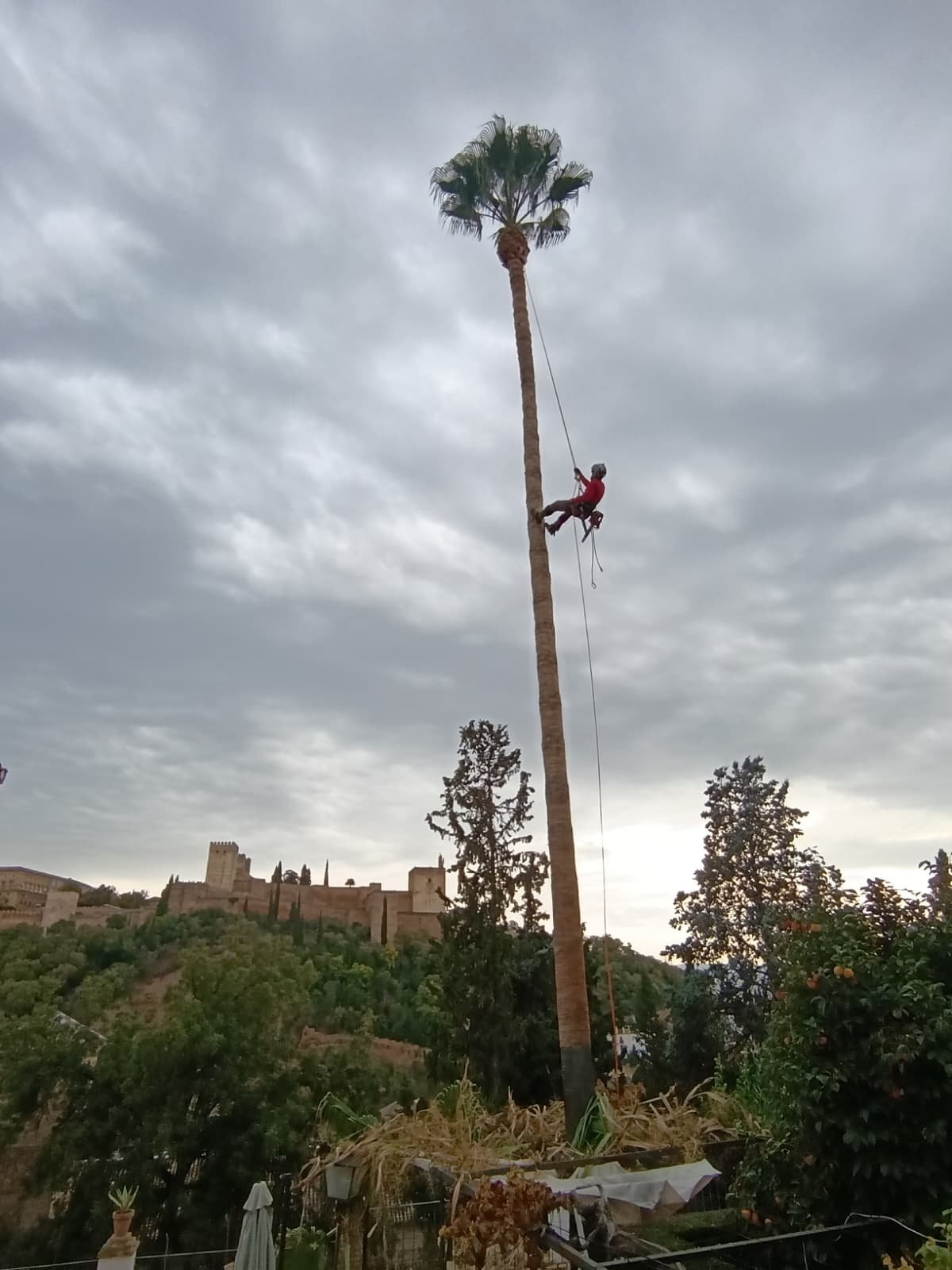 Poda de altura de árboles en Granada